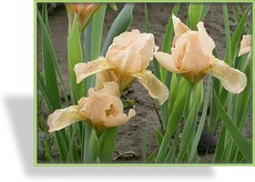 Zwergschwertlilie, Iris barbata-nana 'Orchid Flair'