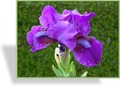 Zwergschwertlilie, Iris barbata-nana 'Pastel Charme'