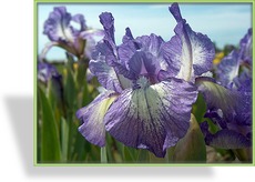 Zwergschwertlilie, Iris barbata-nana 'Petite Polka'