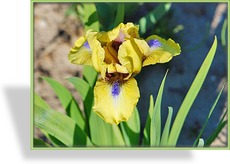Zwergschwertlilie, Iris barbata-nana 'Tattler'