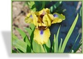 Zwergschwertlilie, Iris barbata-nana 'Tattler'