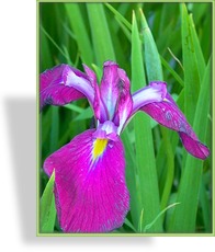 Iris, Japanische Sumpfiris