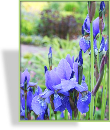 Iris, Sibirische Iris, Iris sibirica
