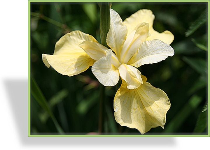 Iris, Sibirische Iris, Iris sibirica 'Butter and Sugar'