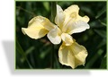 Iris, Sibirische Iris, Iris sibirica 'Butter and Sugar'