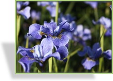 Iris, Sibirische Iris