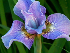 Iris, Sibirische Iris, Iris sibirica 'Cambridge'