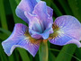 Iris, Sibirische Iris