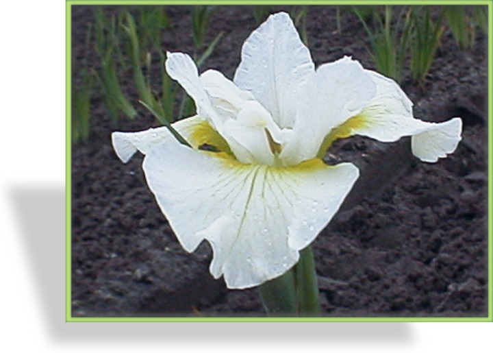 Iris, Sibirische Iris, Iris sibirica 'White Swirl'