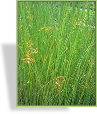 Binse, Blaubinse, Juncus inflexus