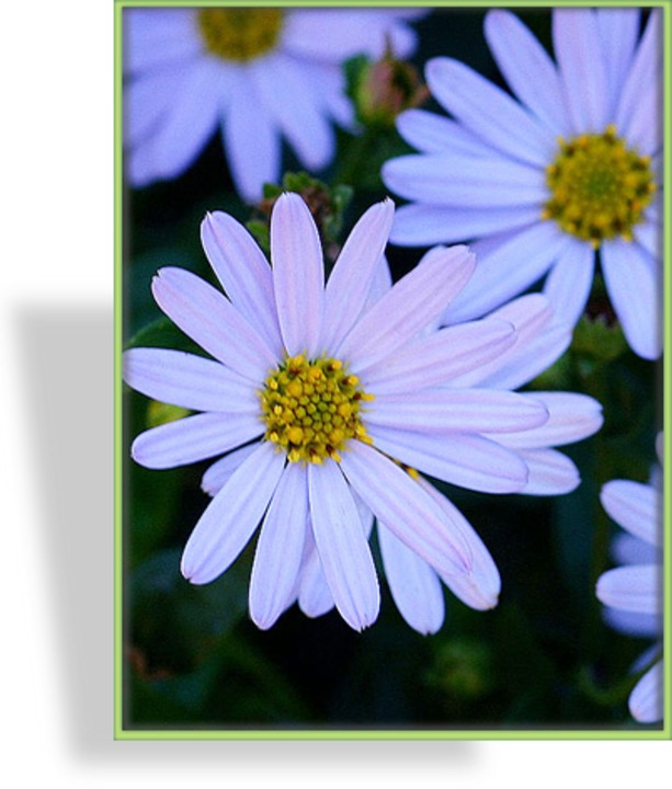 Schönaster, Kalimeris incisa 'Blue Star'