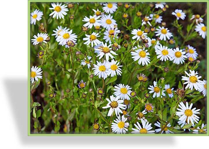 Schönaster, Kalimeris incisa 'Charlotte'