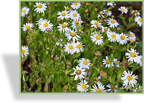 Schönaster, Kalimeris incisa 'Charlotte'