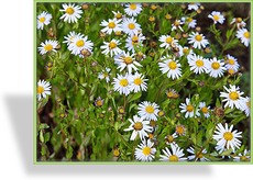 Schönaster, Kalimeris incisa 'Charlotte'