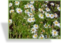 Schönaster, Kalimeris incisa 'Charlotte'