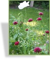 Witwenblume, Mazedonische Witwenblume, Knautia macedonica