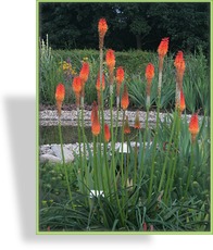Fackellilie, Kniphofia hybride 'Alcazar'