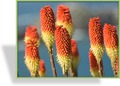 Fackellilie, Kniphofia uvaria 'Grandiflora'