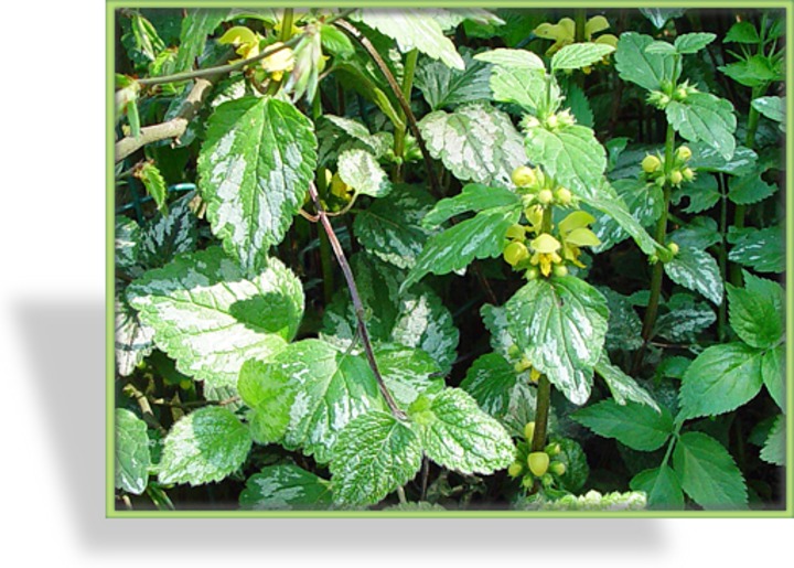 Goldnessel, Lamiastrum galeobdolon 'Florentinum'
