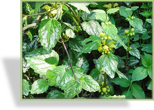 Goldnessel, Lamiastrum galeobdolon 'Florentinum'