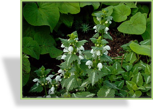 Taubnessel, Gefleckte Taubnessel, Lamium maculatum 'Album'