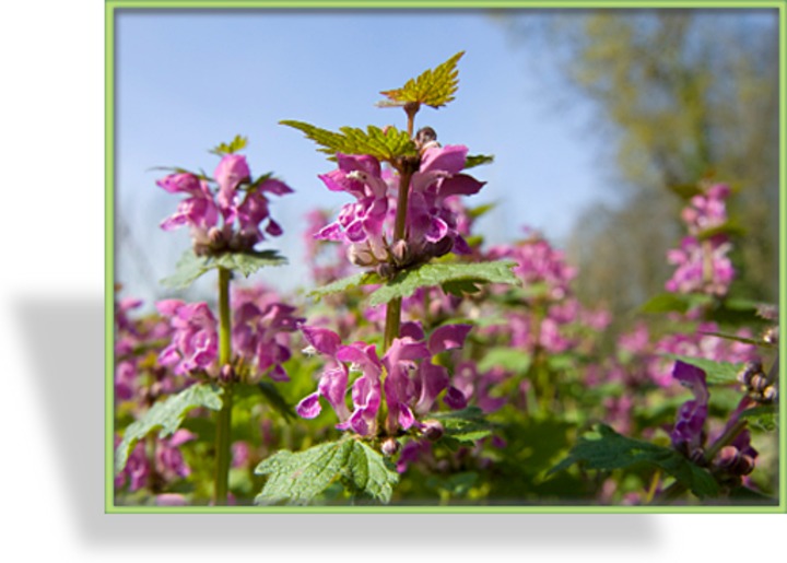 Taubnessel, Gefleckte Taubnessel, Lamium maculatum 'Chequers'