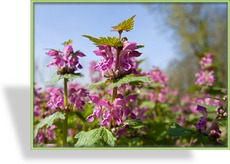 Taubnessel, Gefleckte Taubnessel, Lamium maculatum 'Chequers'