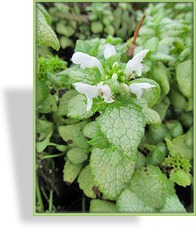 Taubnessel, Gefleckte Taubnessel, Lamium maculatum 'White Nancy'