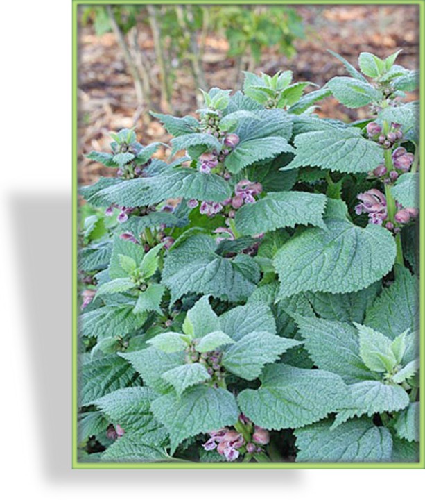 Taubnessel, Großblütige Taubnessel, Lamium orvala