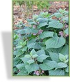Taubnessel, Großblütige Taubnessel, Lamium orvala