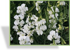 Wicke, Staudenwicke, Lathyrus latifolius 'Weiße Perle'