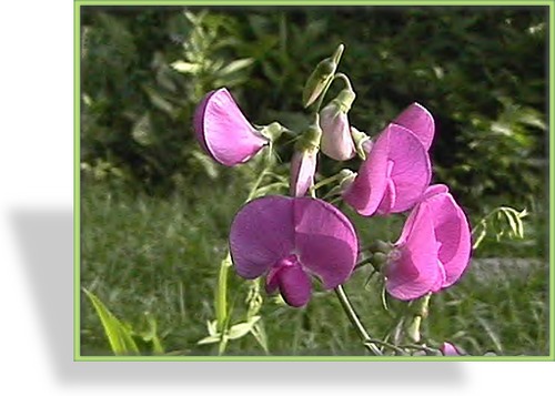 Wicke, Staudenwicke, Lathyrus latifolius 'Rosa Perle'