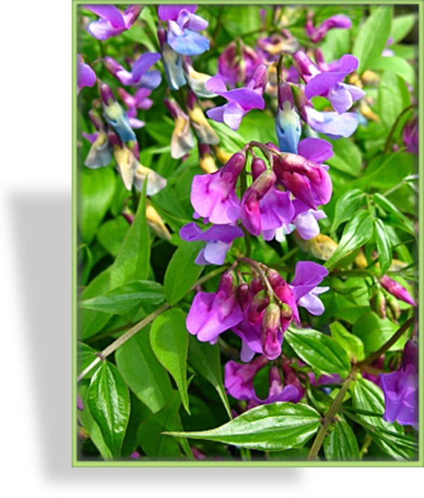 Frühlingsplatterbse, Lathyrus vernus