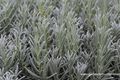 Lavendel, Lavandula angustifolia 'Silver Mist'