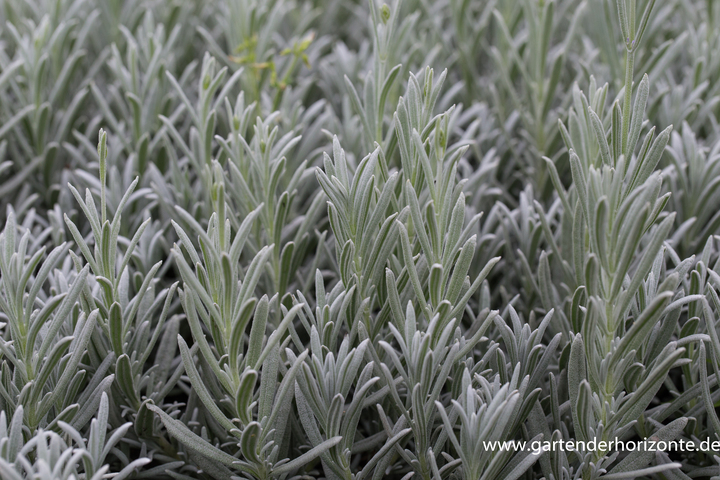 Lavendel, Lavandula angustifolia 'Silver Mist'