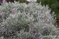 Lavendel, Lavandula intermedia 'Grappenhall'