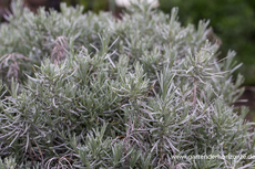 Lavendel, Lavandula intermedia 'Grappenhall'