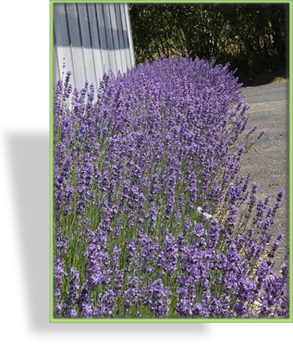 Lavendel, Lavandula angustifolia 'Dwarf Blue'