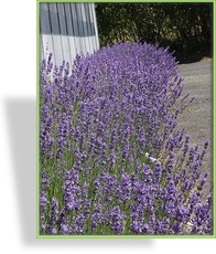Lavendel