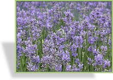 Lavendel, Lavandula intermedia 'Bowles Variety'