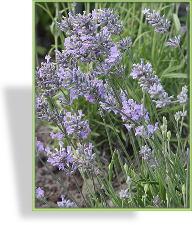Lavendel, Lavandula intermedia 'Cedar Blue'
