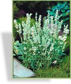 Lavendel, Lavandula angustifolia 'Ellagance Ice'