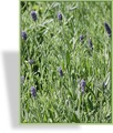 Lavendel, Lavandula angustifolia 'Ellagance Purple'