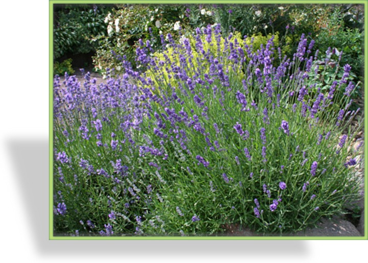 Lavendel, Lavandula angustifolia 'Hidcote Strain'