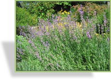 Lavendel, Lavandula angustifolia 'Munstead'