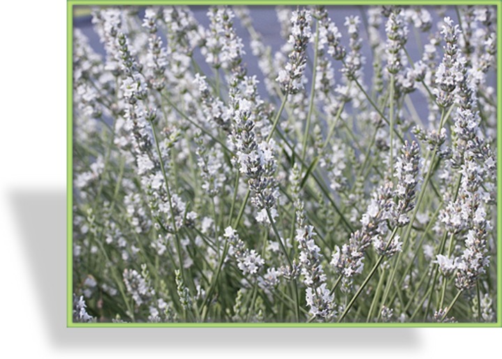 Lavendel, Lavandula intermedia 'Edelweiß'