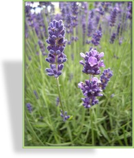 Lavendel, Lavandula angustifolia 'Hidcote Giant'