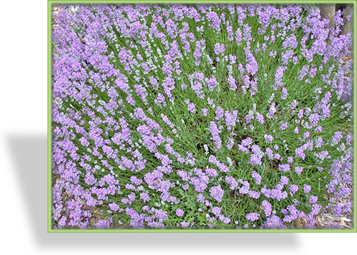 Lavendel, Lavandula angustifolia 'Hidcote Blue'