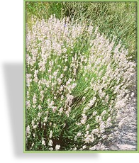Lavendel, Lavandula angustifolia 'Alba'