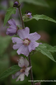 Malve, Buschmalve, Lavatera olbia 'Lilac Lady'